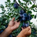 Još 9 dana za prijavu na NLB Organic konkurs: Fond povećan na 3,5 miliona dinara