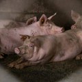 Afrička kuga u velikoj farmi u Hrtkovcima: Ukloniće se više od 10.000 svinja