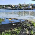 Izliva se kanalizacija prekoputa Beograda na vodi: „Situacija sve gora a fekalije su na sve strane“ (FOTO)