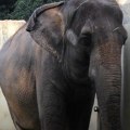 VIDEO: Uginula najusamljenija slonica na svetu - skoro 50 godina bila zarobljena i sama