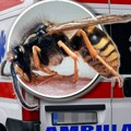 Sportista umalo dobio srčani udar nakon 50 ujeda stršljenova kod Topole: Roj napao trkače, a ovo je razlog!