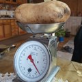 Jedan krompir da nahrani pola sela