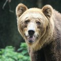 Žena sprejom oterala medveda na Aljasci nakon napada