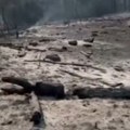 Prizor koji lomi srce! Ovo je deo Deliblatske peščare koji je goreo: Od šume ostao pepeo, sve je sivo (snimak)