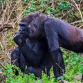 Borba za opstanak vrste: u zoo-vrtu u Belgiji se formira nova grupa nizijskih gorila