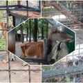 Društvene mreže gore zbog snimka Zoo vrta iz Srbije! Potresni prizori uznemirili su sve! Evo šta se zaista dešava tamo…