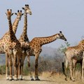 Carinici zaplenili izmet žirafe Žena ga prenosila, evo šta je nameravala sa njim