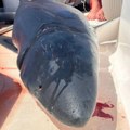 Плава ајкула тешка око 200 килограма уловљена код Будве постаће музејски експонат