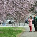 Beograd u susret proleću: Najlepše godišnje doba kao da je već stiglo u prestonicu, pogledajte ove očaravajuće kadrove…