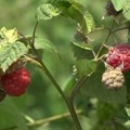 Malina skupa kao suvo zlato! Zbog lošeg vremena i manjeg roda očekuje se veća otkupna cena - evo koliko ona iznosi