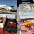 Otkriveno 40 tona pilećeg mesa zaraženog salmonelom u Kruševcu: Uhapšeni otac i sin! Piletinu pakovali u kese i gajbice (foto)…