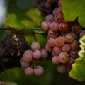 Vaša sledeća boca crnog vina mogla bi da potiče od semena grožđa koje je orbitiralo oko planete Zemlje: tri sorte već su na…