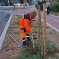 Mediana danas na više lokacija: Uređenje zelenih površina i priprema za novu sadnju