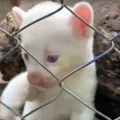 Jedna od četiri na celom svetu: Retka albino puma rođena u zoološkom vrtu u Nikaragvi (foto/video)