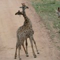 "Srce mi je stalo": Žirafa zgrabila devojčicu (2) iz kamiona, pa "skratila" život njenim roditeljima (video)