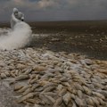 Više hiljada riba uginulo u jezeru u Meksiku, uzrok – velika suša (VIDEO)