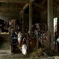 Raspisan javni poziv za subvencije za tov junadi, svinja i jaradi