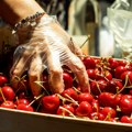 Hajde da jednom zauvek raščistimo dilemu: Evo šta se stvarno dešava ako pojedete trešnju sa crvima