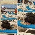 Porodica je ponela ručak na plažu, otišla da se okupa, a kad su se vratili sačekala ih je noćna mora