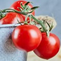 Italija, Španija i Francuska evropski lideri u proizvodnji povrća