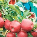 Stupio na snagu Sporazum o slobodnoj trgovini s Egiptom