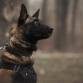 U zatvoru pas ugrizao pravosudnog policajca tokom pretrage ćelija: užas u Lepoglavi