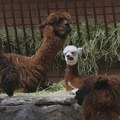 Mladunčad kamile, alpaka i antilope novi stanovnici Beo zoo-vrta