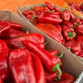 Kreće velika kupovina za zimnicu, na pijace stigla paprika iz Vojvodine: Cena pala za 30 dinara, evo koliko košta