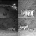 (Video) Neverovatan snimak sa srpske planine: Dva medveda stigla na večeru, a onda su se pojavila tri vuka i sve se promenilo