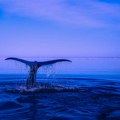 Island privremeno obustavlja lov na kitove u ime dobrobiti životinja
