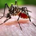 Zdravlje i insekti: Sve veći rizik u Evropi od bolesti koje prenose komarci, kažu stručnjaci