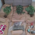 FOTO: Otkrivena laboratorija marihuane u Novom Sadu, pogledajte kako izgleda