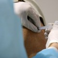 Moderna uskoro "izbacuje" vakcinu protiv novog soja Omikrona