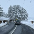 "Kravlja blokada" Nesvakidašnja situacija na putu Nova Varoš - Zlatibor, vozači imaju razumevanja (foto)