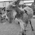 Zoo Planet Niš: Uginulo magarence Mile spašeno sa poplavljene Krčedinske ade