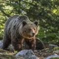 Zaklane tri ovce: Redak bliski susret stoke sa medvedima u Srbiji