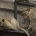 VIDEO Majmuni "okupirali" tajlandski grad: Meštani pokrenuli lov, mame ih voćem