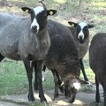 Doneta naredba o zabrani uvoza ovaca i koza