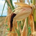 "Trebalo je da rodi dobro, ali nije zbog suše": Posle ekstremno visokih temperatura novi problem na kukuruzu