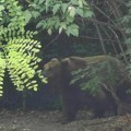 Medved snimljen nadzornom kamerom u Loznici: Uništio košnice, pa pobegao (Video)