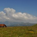 Tokom maja u Srbiji 3,8 odsto manje turista nego u isto vreme 2024.