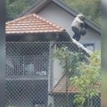 Srbi se plaše zmija, iako od ovoga strada mnogo više ljudi! Deluju "kao teroristi", u jesen su najopasniji