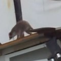 Šok-video iz Obrenovca: Rakun se šetka pored Kolubare?! (video)