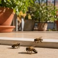 Pčele ne podnose jednu stvar koju gotovo svi imaju kod kuće: Stavite je na balkon i gledajte šta se dešava