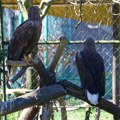Utočište za povređene vrste: Zoološki vrt na Paliću već dve decenije pruža drugu šansu ugroženim vrstama