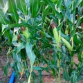 Kako pravilno koristiti pesticide: U pomoravskim opštinama obuku završilo 3.000 poljoprivrednika