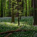 Rumunija: EU daje 200 miliona evra da se ne bi seklo drveće