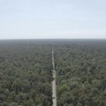Klimatske promene žestoko pogodile šume Ova vrsta drveta je najugroženija
