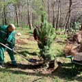Ozelenjavanje Na Bulevaru Mihajla Pupina sadi se 38 brestova, u Kameničkom parku 10 crnih borova