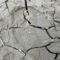 Oglasili se iz Vojvodina šuma: Razrešeno ko se krije iza tragova zveri kod Obedske bare, a evo i kuda se sada kreće